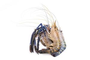 fresh prawns, river prawns, and from the sea, tiger prawns, isolated on white background. Delicate luxury seafood photo