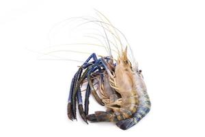 fresh prawns, river prawns, and from the sea, tiger prawns, isolated on white background. Delicate luxury seafood photo