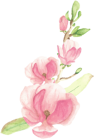 watercolor pink blooming magnolia flower and branch bouquet png