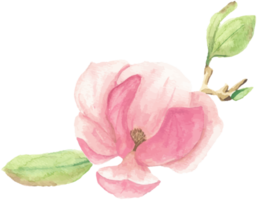 watercolor pink blooming magnolia flower and branch bouquet png