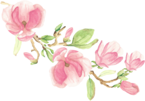 buquê de flores e ramos de magnólia rosa aquarela florescendo png