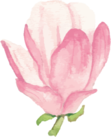 watercolor pink blooming magnolia flower and branch elements png