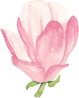 aquarellrosa blühende magnolienblumen- und zweigelemente png