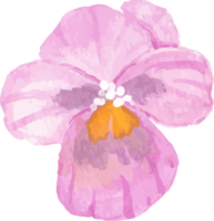 watercolor pansy flower element png