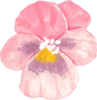 Élément de fleur de pensée aquarelle png