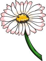 White flower , illustration, vector on white background