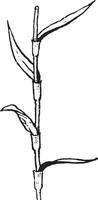Ilustración vintage de arreglo de hojas de morfología de juncia. vector