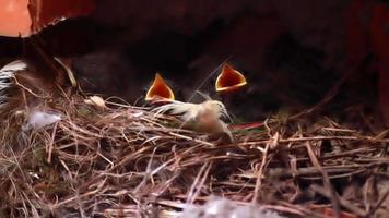 Baby birds in nest crying out for food. New life. video