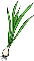 Green leek,illustration,vector on white background vector