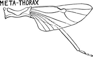 Stink Bug Metathorax, vintage illustration. vector