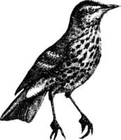 Song Thrush, vintage illustration. vector