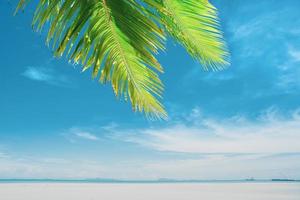 Summer background with coconut leaves and bright sky. photo