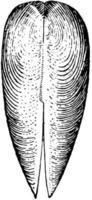 Dorsal View of Gastrochaena, vintage illustration. vector