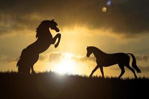 la silueta de un caballo libre en el prado hay una hermosa luz. foto