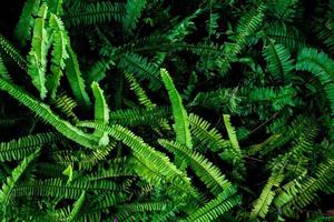 Abstract background. Patterns of fern leaves in nature. nature background concept photo