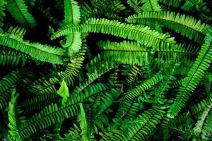 Abstract background. Patterns of fern leaves in nature. nature background concept photo