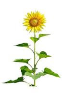 sunflower on white background with clipping path photo