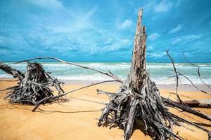 árbol muerto en la hermosa playa foto