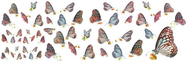 muchos tipos de mariposas sobre un fondo blanco. mariposa encontrada en tailandia foto