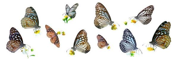 many types of butterflies on a white background. Butterfly found in Thailand photo