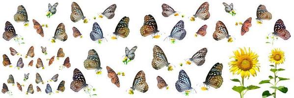 many types of butterflies on a white background. Butterfly found in Thailand photo