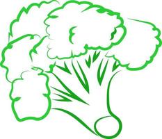 Broccoli drawing, illustration, vector on white background.