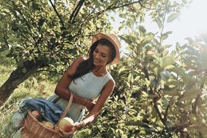 Fresh apples. Attractive young woman picking apples and smiling while standing in garden photo