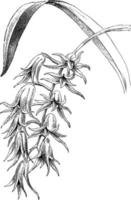 ilustración vintage de la orquídea ada aurantiaca. vector