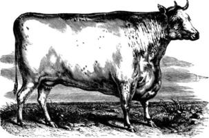 Durham Cattle, vintage illustration. vector