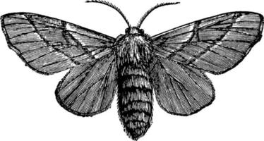 Female Moth, vintage illustration. vector