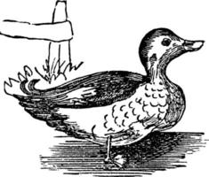 Duck, vintage illustration vector