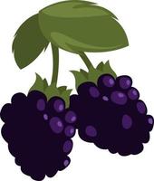 Blackberry fruit, illustration, vector on white background.