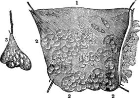 Adipose Tissue, vintage illustration vector