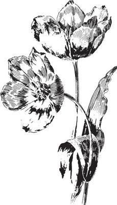 Tulips vintage illustration.