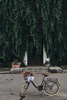 Close-up of bicycle with flowers in the basket standing in front of the house covered with ivy photo