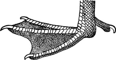 Duck's Foot, vintage illustration. vector
