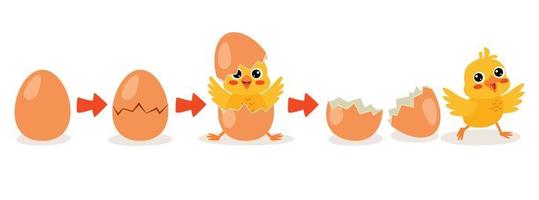 proceso de eclosión y crecimiento del pollo vector