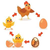 Hatching And Growing Process Of Chicken vector