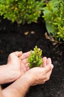 New Life. Close-up image of male hands holding green plant photo