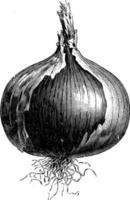 ilustración vintage de cebolla rocca gigante de nápoles. vector