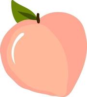 Peach, illustration, vector on white background.