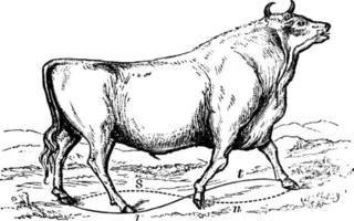 Chillingham Bull, vintage illustration. vector