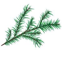 Illustration with fir branch isolated on white background. vector