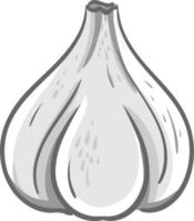 White garlic, illustration, vector on white background