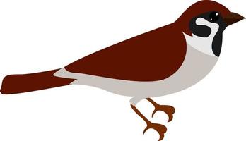 Little sparrow, illustration, vector on white background.