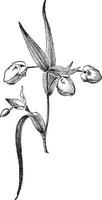 ilustración vintage de calochortus albus. vector