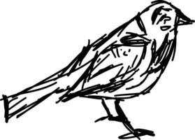 Bird sketch, illustration, vector on white background.