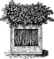 Celery Crate, vintage illustration. vector
