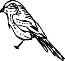 Bird drawing, illustration, vector on white background.