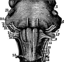 Medulla Oblongata, vintage illustration. vector